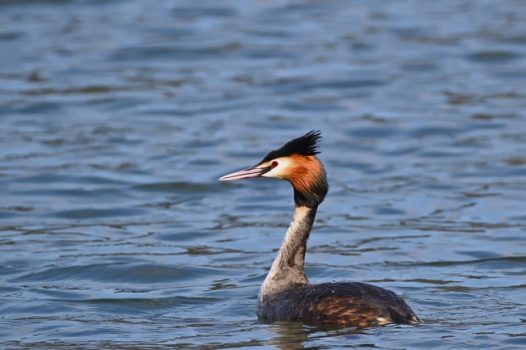 野生大凤头鸊鷉河中摄影图片