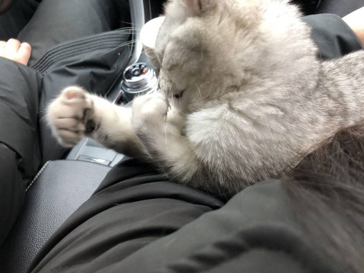 英国短毛猫饿到吃手手