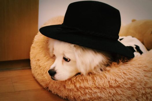 蝴蝶犬我们帅吗 我们美吗