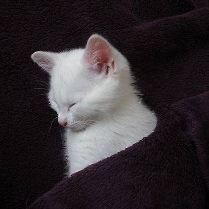 猫猫头像，看样子要睡觉了