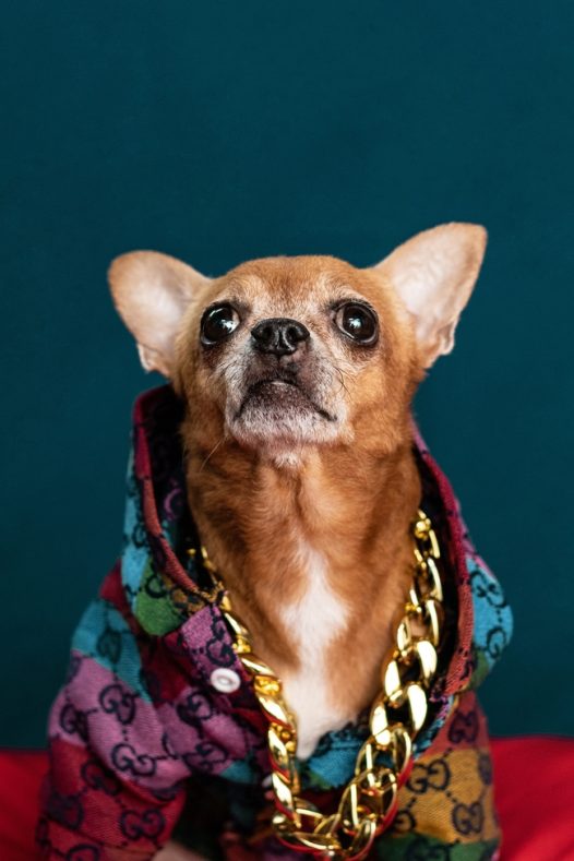 可爱吉娃娃宠物写真图片