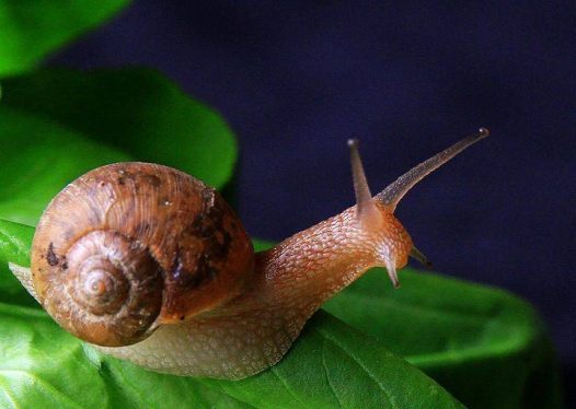 蜗牛