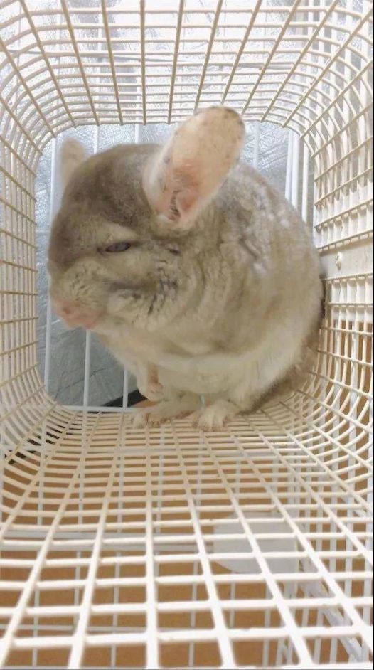 绿茶龙猫，只有我们女生能看出来