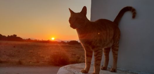 黄昏下的小猫图片