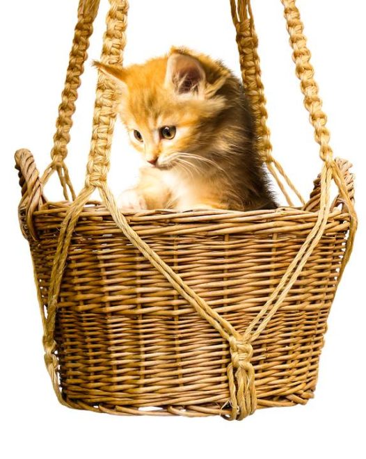 年轻的猫