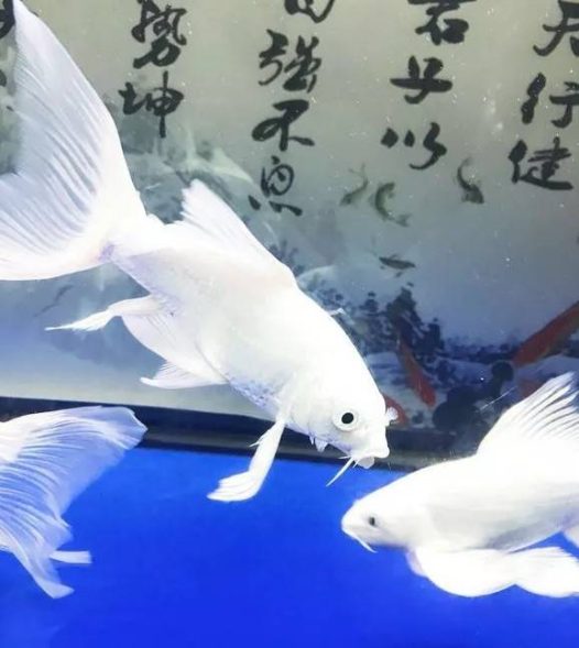 鱼友“爱我你会火”曾在网上晒出自家的蝴蝶鲤美照，有黑白色调、有彩色原图。在白灯的加持下，每一条的蝴蝶鲤都是石膏白、大七鳍，飘逸非凡、品相霸气，很漂亮！一起来欣赏一下！~
