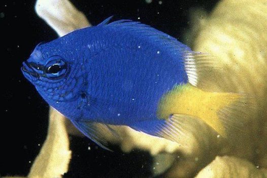 蓝魔鬼鱼