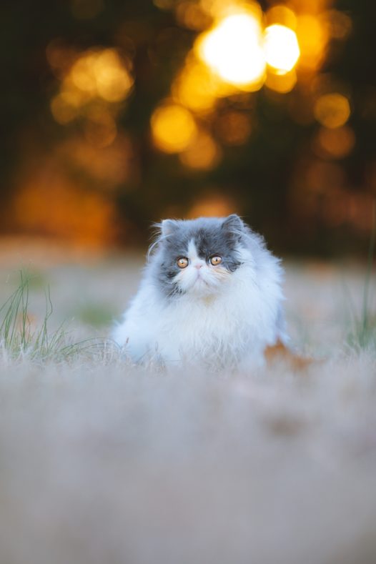 可爱萌宠波斯猫写真摄影图片