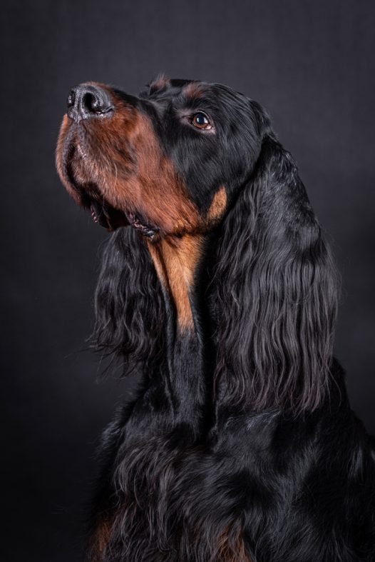 戈登塞特猎犬摄影图片
