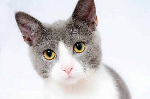 呆萌小猫图片