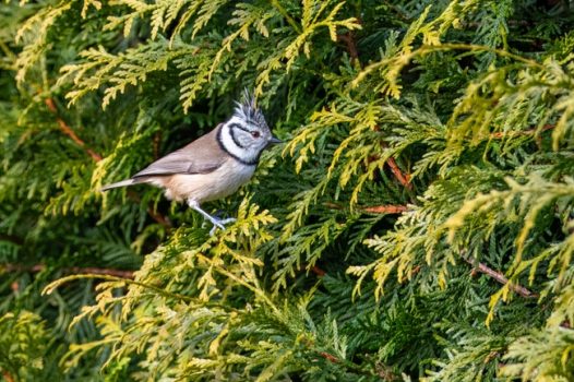 站在松树枝叶上的褐冠山雀图片