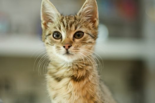 可爱呆萌美国短毛猫摄影图片