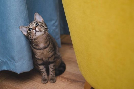 大花猫