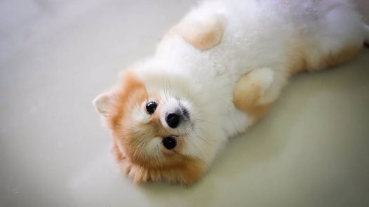 博美犬