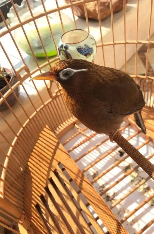 部分鸟友觉得，选购原毛画眉鸟，