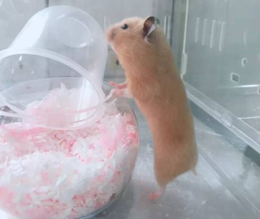 金丝熊站起来还蛮高的嘛~