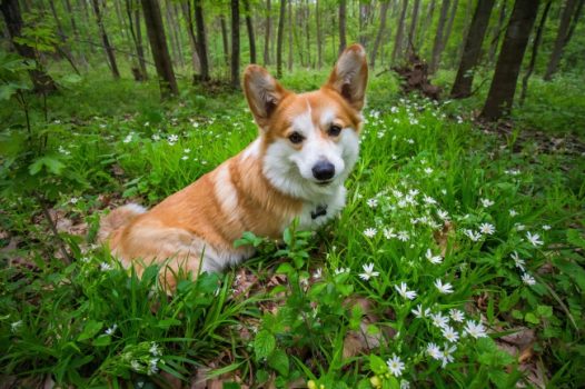 树林里一只柯基犬图片