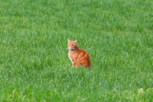 站在绿色草地中央的小肥猫图片