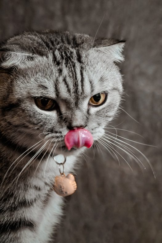 可爱小猫咪伸舌头卖萌图片