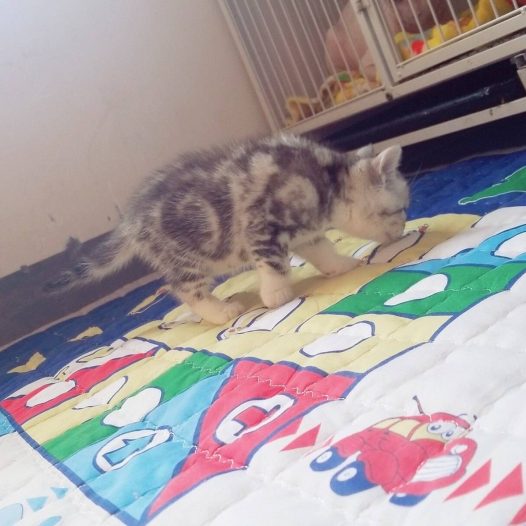 美国短尾猫弟弟