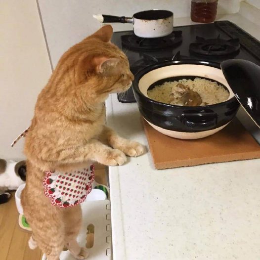 洒家新请的猫咪小保姆，了解一下