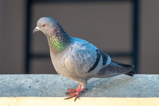 停歇在水泥面上的信鸽图片