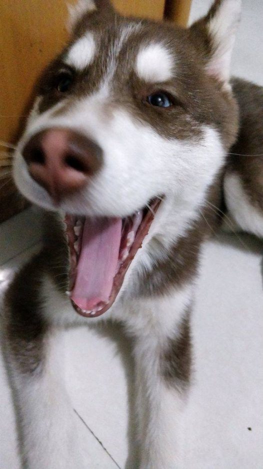 哈士奇流浪时饥一顿饱一顿的，知道饥饿的滋味不好受，有食物时就拼命吃，养成了习惯。以后知道每天都能吃饱，应该会慢慢好的。可怜的哈士奇终于可以幸福快乐地过好以后的日子了