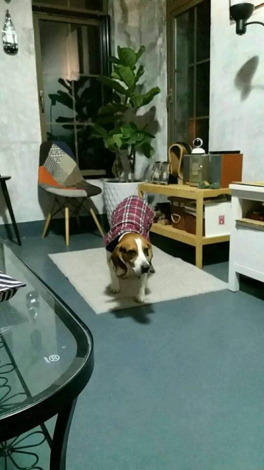 比格犬想麻咪了