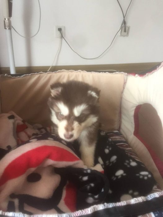 昨天晚上折腾了一晚上，一个多小时就醒了然后就一直叫尿了有十多次吧，可是也没见他喝多少水呀，也不知道是不适应还是身体出了什么问题。给他起名叫花卷了，因为花色跟花卷一样