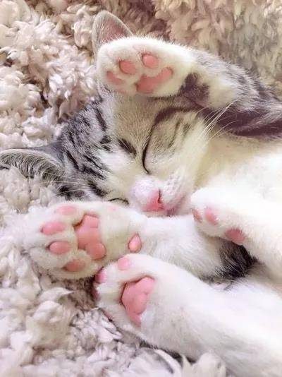 从来没有见过这么诱惑的猫脚,下一秒就想吃掉….小猫的肉垫肉肉的萌萌的,一般人都会有忍不住想摸的冲动,但是,这可不是什么人都可以摸的。