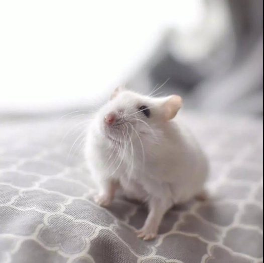 来自岛国小仓鼠的治愈笑容