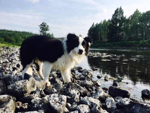 听说北京38度⋯⋯请问你们留守在北京的亲们是什么滋味啊?本王子是真的想体验一下呢⋯⋯好可惜 母后已经带我到草原玩儿了一个星期了⋯⋯这边天气舒服的不要不要的的⋯⋯晚上还得盖被子睡觉呢蓝天白云⋯⋯嗯⋯⋯我心意!