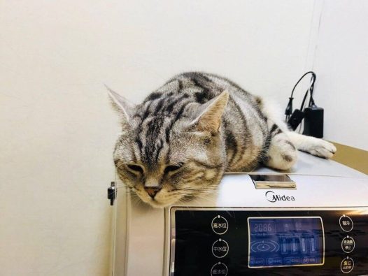 高颜值，让人销魂的角儿！！！[微笑]