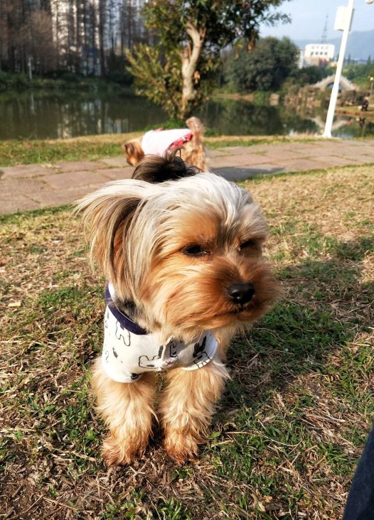 大家好!我是跳跳。我是一岁多的小约约,今天我三年级了好开森