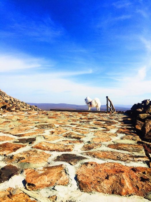 我是爱旅行的汪，高山、草原、沙漠、雪野、看三千繁花、看飞雪朝露。和粑粑麻麻一起走过的四季。
