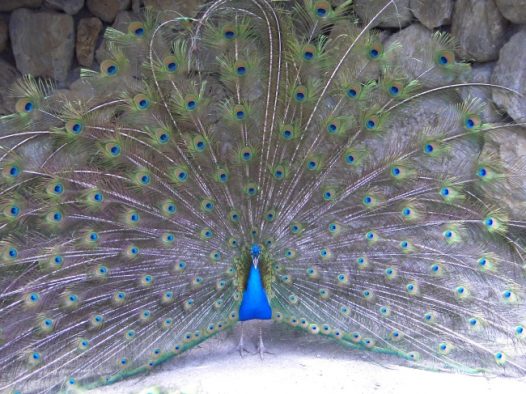 孔雀开屏摄影图片