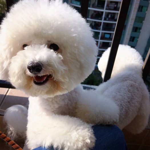 好久没更新了,当初的小老鼠小比熊现在已经长大了,还差12天就满一岁了