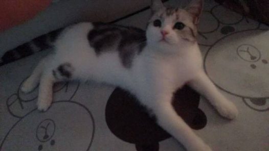 最近一直在掉毛感觉一直被毛包围着，显得我们都清瘦了