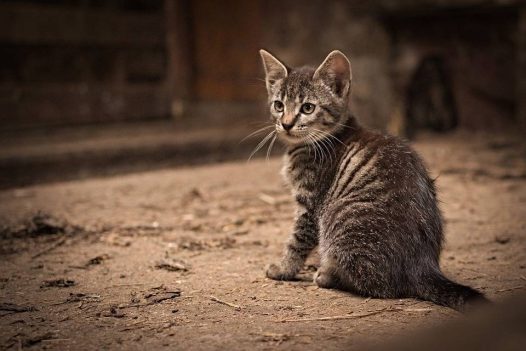 小猫 宠物