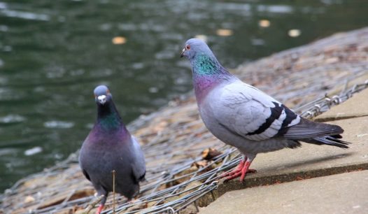 河岸两只灰色鸽子图片