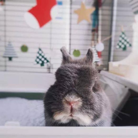 蓝水獭色是一只镜头感十足的兔叽为此给它拍了很多好看的皂片