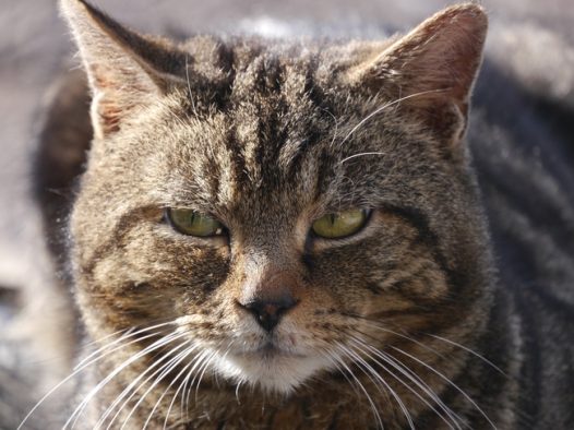 虎斑猫头部摄影图片