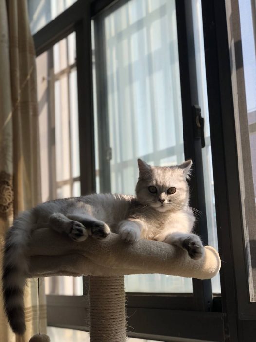 猫,晒太阳