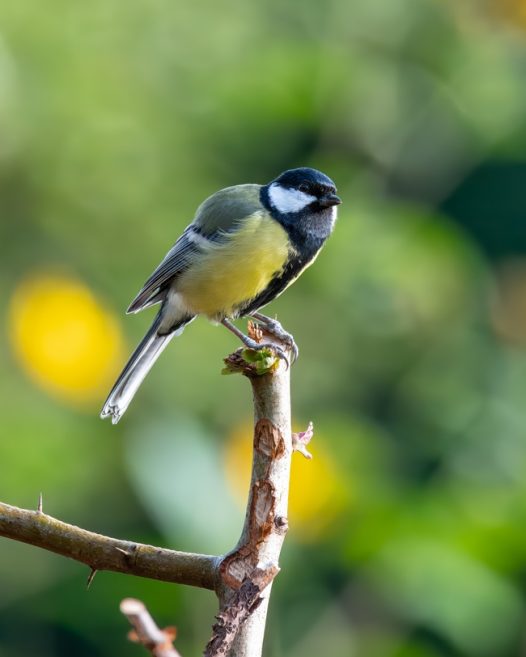 站在枯枝树的白脸山雀摄影图片