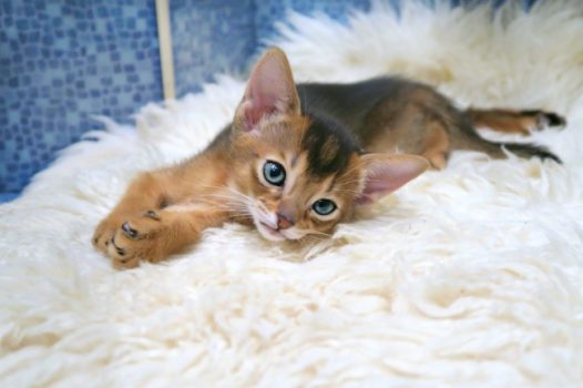 可爱宠物猫图片