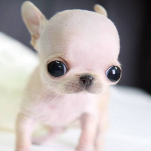 小吉娃娃，萌的没有话说了，哈哈。