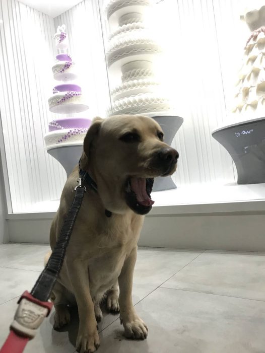 拉布拉多 说，你什么时候结婚啊？我结婚会不会帮我定比我还高的蛋糕啊？麻麻说：“做你的春秋白日梦去吧”