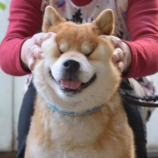 看着柴犬软绵绵的大脸，真是忍不住想捏一把，试问谁不想Rua一把小柴的脸蛋儿呢？看着Ryuji酱的这个大脸我真是控制不住双手了… 现在人家还出了写真集柴犬りゅうじ，大家可以支持一下~