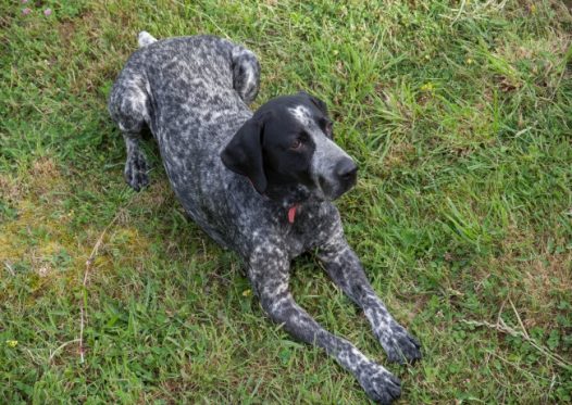 布拉克猎犬狗图片