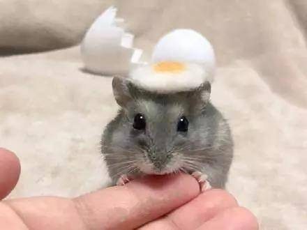 养只会撒娇的小仓鼠吧~